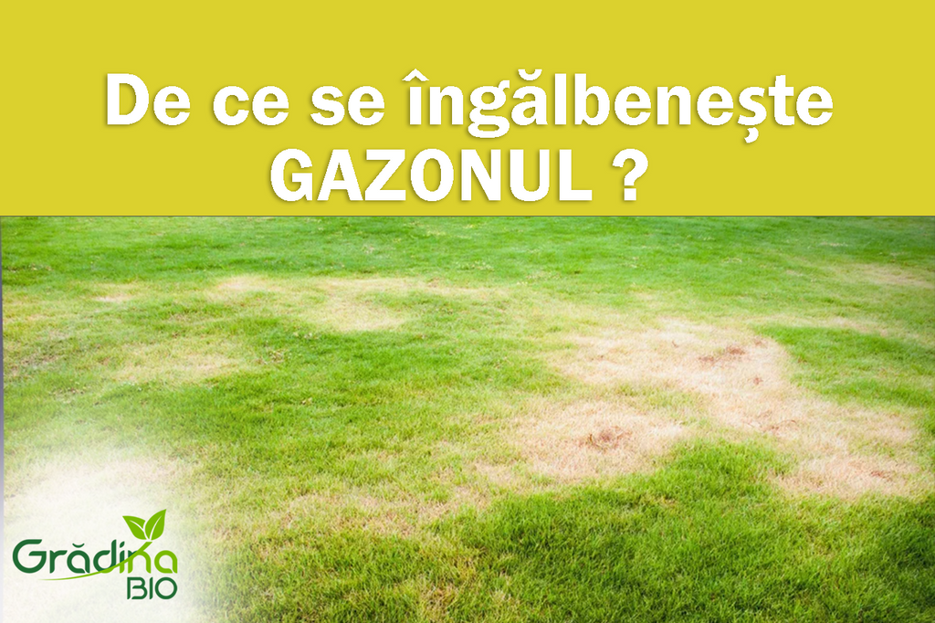 De ce se îngălbenește gazonul și cum îl menții verde intens tot sezonul (fără chimicale)