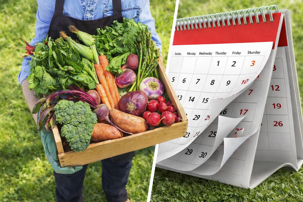 CALENDARUL DE PLANTARE AL LEGUMELOR IN GRADINA - Gradina BIO