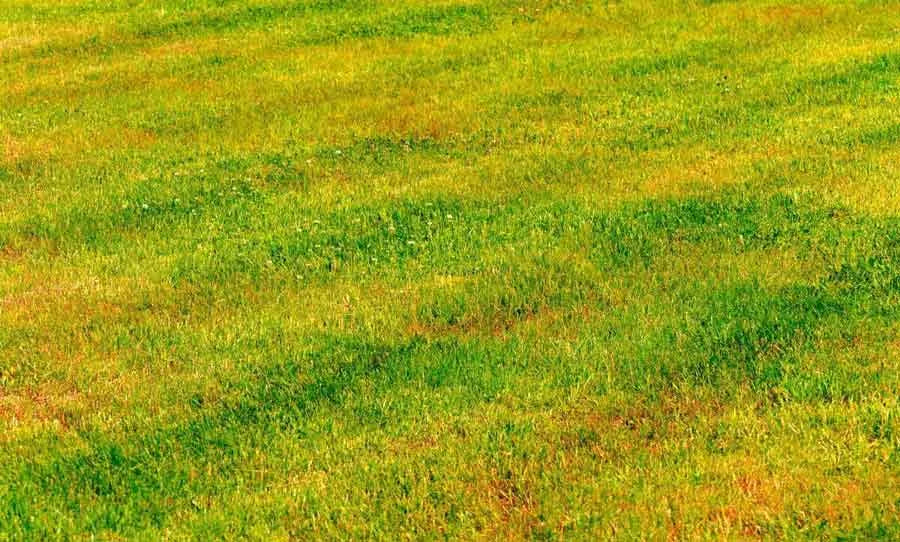 Gazon ingalbenit? Cauze frecvente si solutii eficiente pentru a reda culoarea verde a peluzei