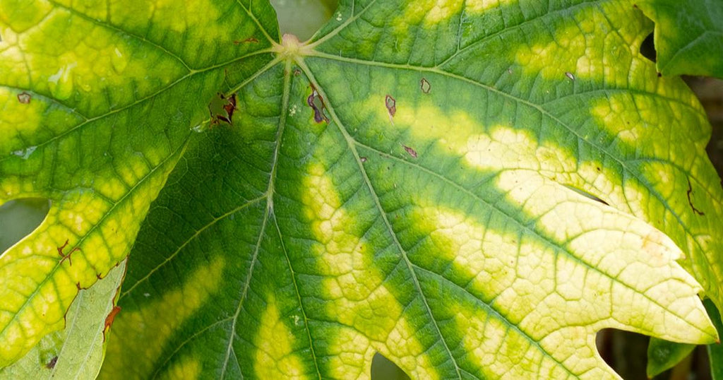 Cum recunosti lipsa de azot, fosfor si potasiu la plante