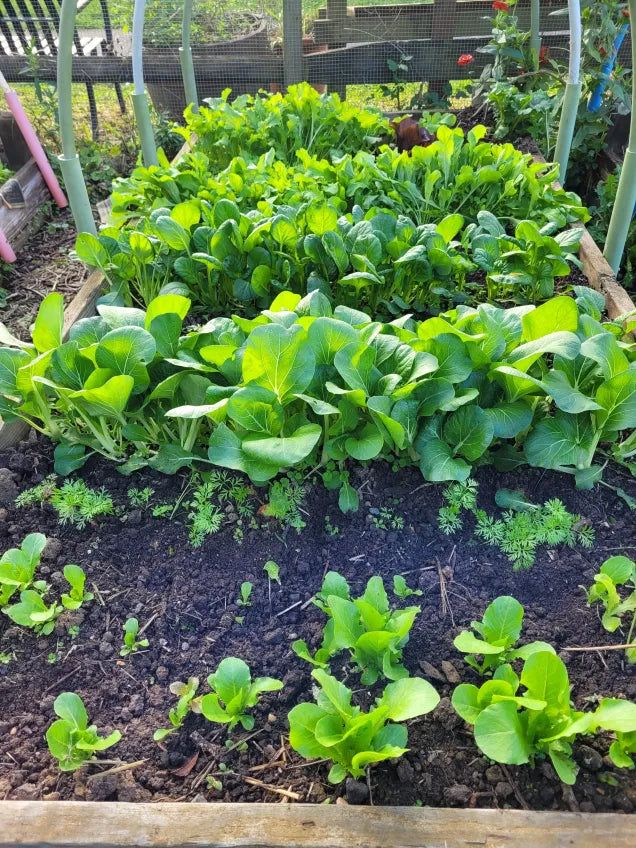 Ce plante poti pune in gradina toamna: ghid complet pentru septembrie-octombrie