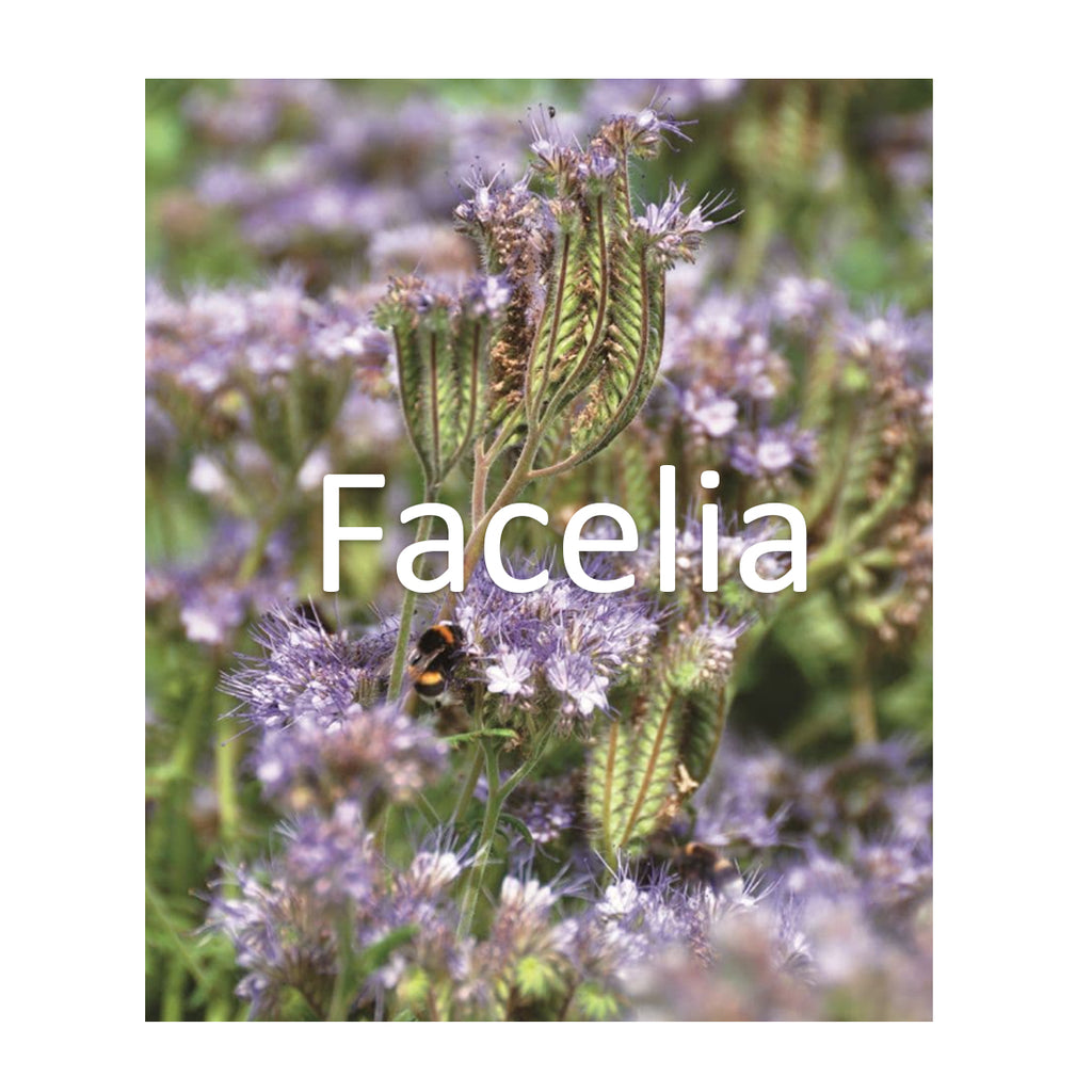 Seminte FACELIA  - Cover crops